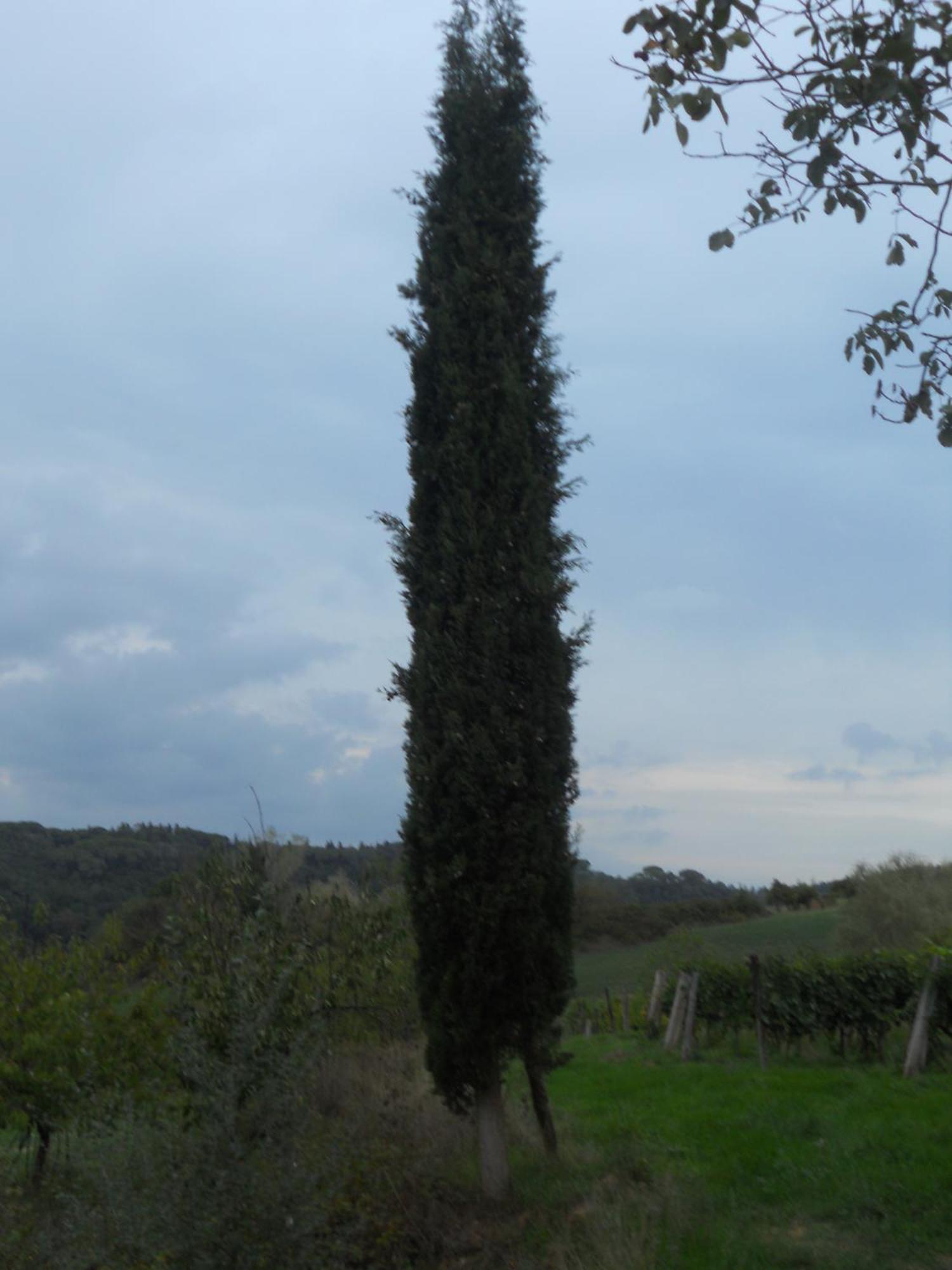 Tenuta Il Tresto Poggibonsi Extérieur photo
